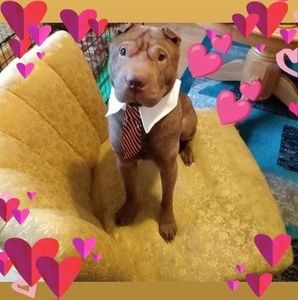 Meet your Posher, Maria